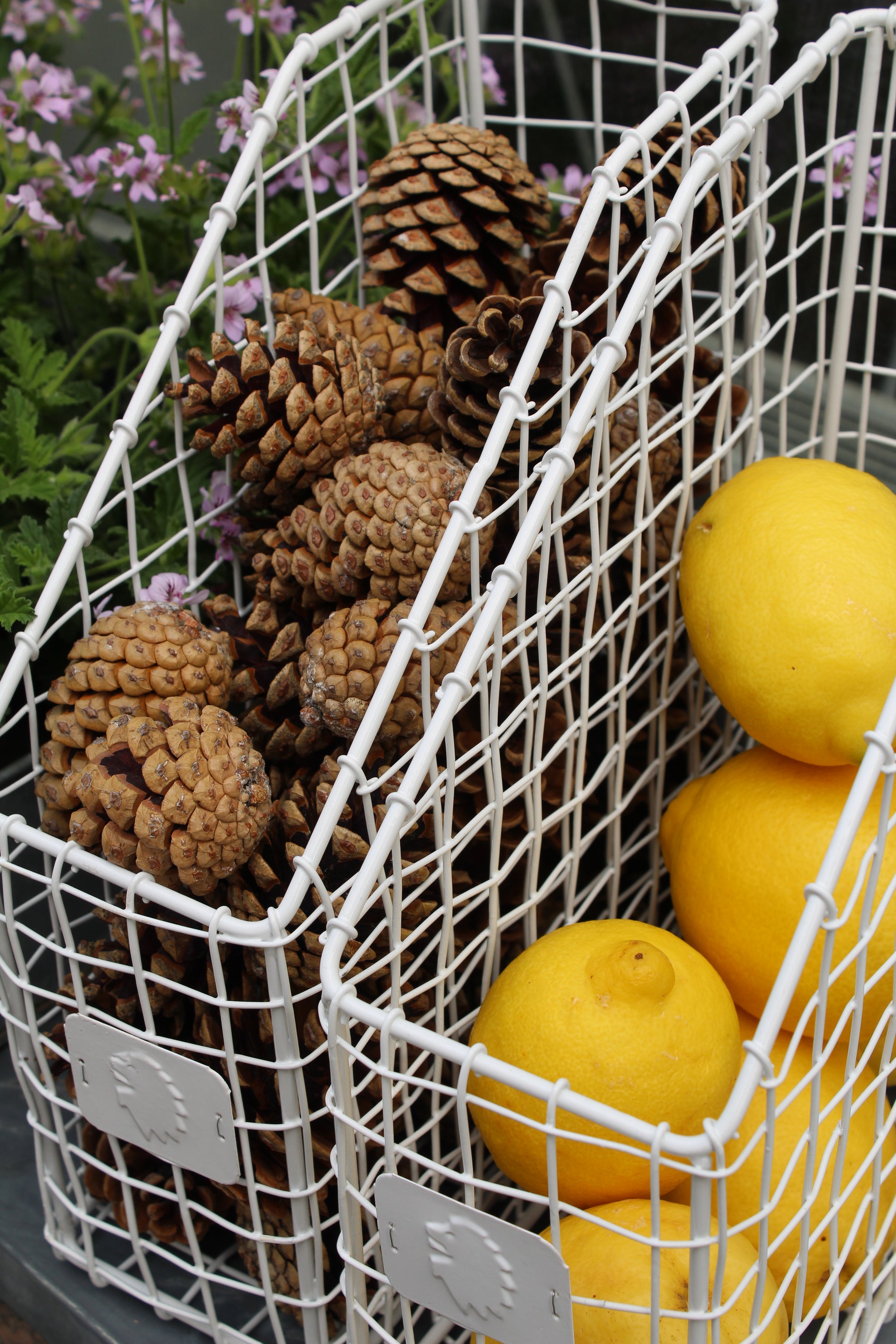 Tidskriftssamlare - Vit