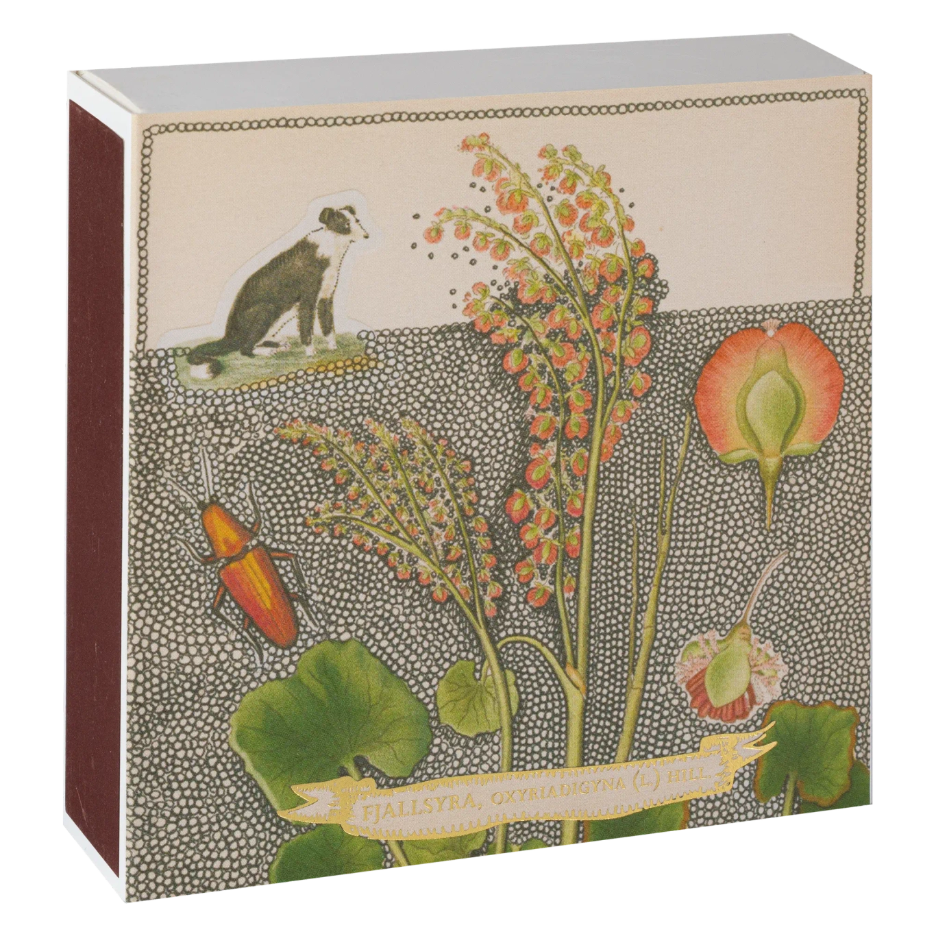 Chien Botanical Drawing Matches